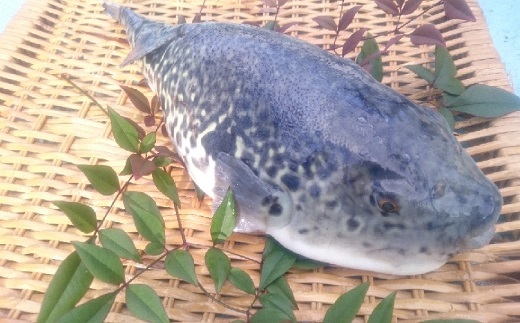 驚きの逸品「訳ありサイズの高級とらふぐ炙りてっさとちり鍋・唐揚げ用」3人前( とらふぐ 松浦市 高級 炙りてっさ 逸品 唐揚げ )【C9-012】