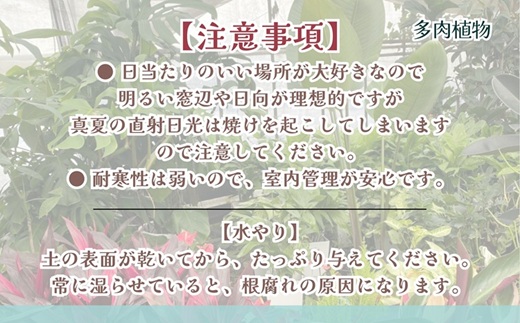 緑の匠が選んだ観葉植物 素敵な空間づくりに 多肉植物3種( 観葉植物 多肉植物 インテリア 植物 贈り物 送料無料 )【B6-038】