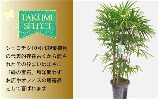 緑の匠が選んだ観葉植物 素敵な空間づくりに シュロチク 10号( シュロチク 観葉植物 インテリア 植物 新築祝い 贈り物 開店祝い 引っ越し祝い 送料無料 )【E7-003】