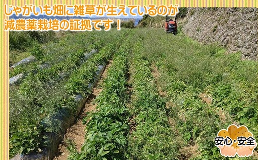 訳あり！農家直送のじゃがいも　お試し4kg【A6-020】 訳あり じゃが じゃがいも いも 肉じゃが サラダ フライドポテト 揚げ物 カレー シチュー 煮物 お試し