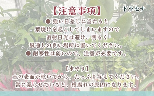 緑の匠が選んだ観葉植物 素敵な空間づくりに ドラセナ(観葉植物 ドラセナ インテリア 植物 贈り物 送料無料)【B3-068】