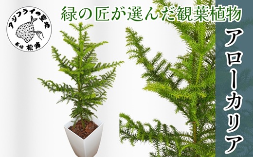 緑の匠が選んだ観葉植物 素敵な空間づくりに アローカリア( アローカリア 観葉植物 インテリア 植物 新築祝い 贈り物 開店祝い 引っ越し祝い 送料無料 )【D2-012】