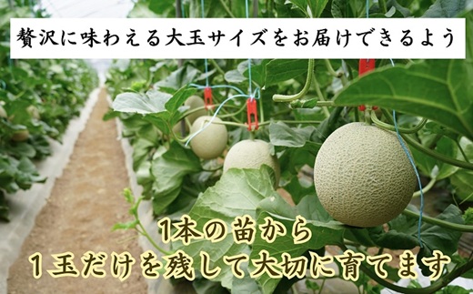 1.4?以上！大玉アールスメロン　夢メロン2玉入り( メロン 大玉 夢メロン アールスメロン )【B0-202】