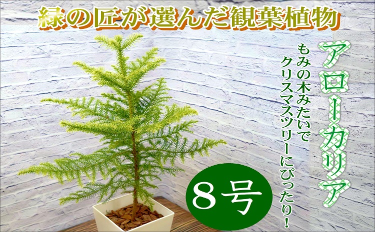 緑の匠が選んだ観葉植物 素敵な空間づくりに アローカリア 8号( アローカリア 観葉植物 インテリア 植物 新築祝い 贈り物 開店祝い 引っ越し祝い 送料無料 )【D2-008】