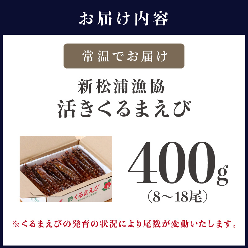 【宅配BOX不可】新松浦漁協　活きくるまえび400g( ふるさと納税 車海老 クルマエビ 車エビ 車えび くるまえび 海老 エビ えび 海鮮 送料無料 活き車えび )【B6-030】