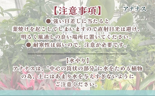 緑の匠が選んだ観葉植物 素敵な空間づくりに アナナス3種セット( 観葉植物 アナナス ツマベニアナナス キョウト ビルベルギアインテリア 植物 贈り物 送料無料 )【B8-029】