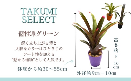 緑の匠が選んだ観葉植物 素敵な空間づくりに アナナス3種セット( 観葉植物 アナナス ツマベニアナナス キョウト ビルベルギアインテリア 植物 贈り物 送料無料 )【B8-029】