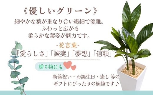 緑の匠が選んだ観葉植物 素敵な空間づくりに テネラ( 観葉植物 テネラ テネラヤシ 植物 贈り物 送料無料 )【B6-037】