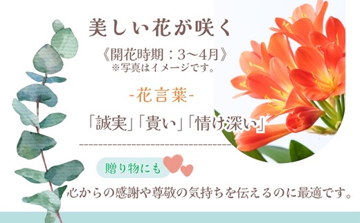 緑の匠が選んだ観葉植物 素敵な空間づくりに クンシラン( クンシラン 観葉植物 インテリア 植物 新築祝い 贈り物 開店祝い 引っ越し祝い 送料無料 )【C0-085】