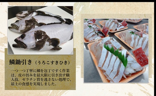 鷹島のうまかクエ鍋用(2〜3人前)( 鷹島産 クエ 絶品 鱗処理済み クエ鍋 高級魚 )【C9-001】