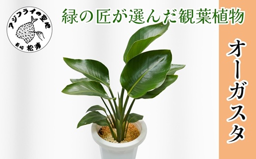 緑の匠が選んだ観葉植物 素敵な空間づくりに オーガスタ( オーガスタ 観葉植物 インテリア 植物 新築祝い 贈り物 開店祝い 引っ越し祝い 送料無料 )【C2-044】