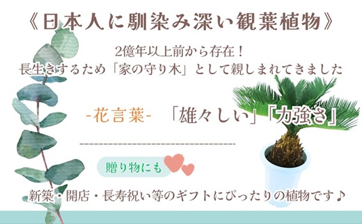 緑の匠が選んだ観葉植物 素敵な空間づくりに ソテツ( ソテツ 観葉植物 インテリア 植物 新築祝い 贈り物 開店祝い 引っ越し祝い 送料無料 )【C4-024】