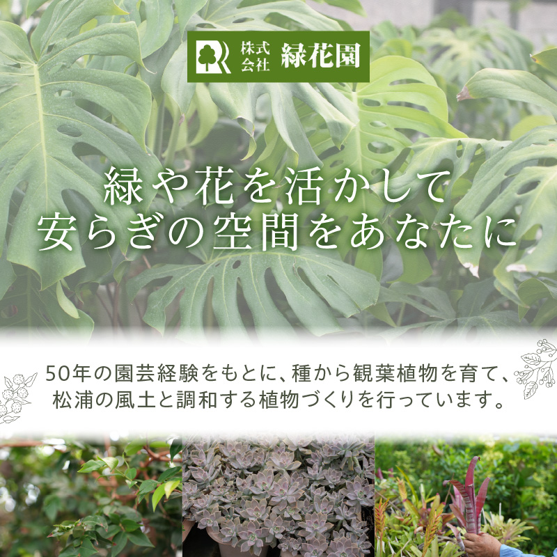 緑の匠が選んだ観葉植物 素敵な空間づくりに ノリナポニーテール( 観葉植物 ノリナポニーテール インテリア 植物 贈り物 送料無料 )【B3-069】