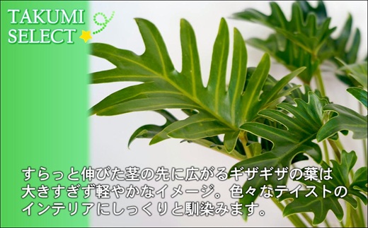 緑の匠がえらんだ観葉植物 素敵な空間づくりに クッカバラ 7号( クッカバラ 観葉植物 インテリア 植物 新築祝い 贈り物 開店祝い 引っ越し祝い 送料無料 )【B8-022】