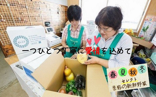 季節の野菜詰め合わせ( 季節 野菜 旬 安心 新玉ねぎ トマト じゃがいも 白菜 キャベツ きゅうり )【A9-009】