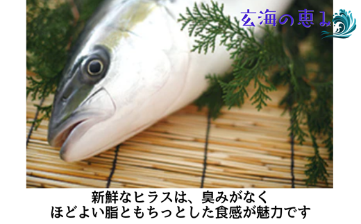 活締ヒラスフィレ 2枚(1尾分約2kg)( ヒラス 新鮮 海鮮 魚 魚介類 海鮮 )【C8-021】