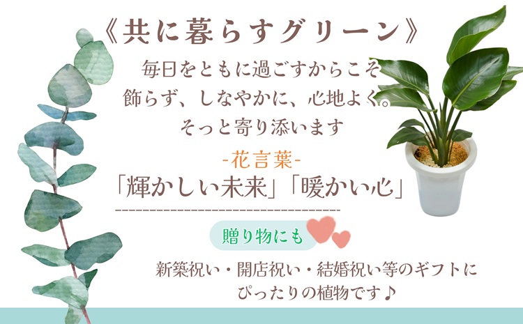 緑の匠が選んだ観葉植物 素敵な空間づくりに オーガスタ( オーガスタ 観葉植物 インテリア 植物 新築祝い 贈り物 開店祝い 引っ越し祝い 送料無料 )【C2-044】