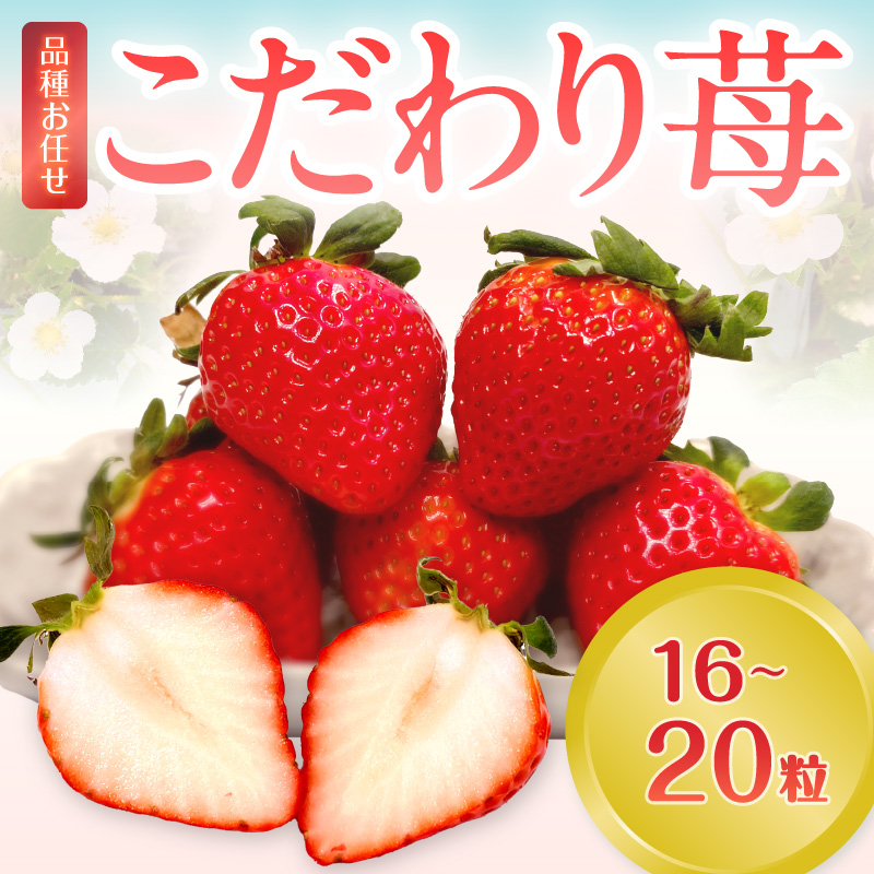 こだわり苺 品種お任せ小箱8粒～10粒×2パック(1月発送)( いちご 苺 イチゴ 紅ほっぺ かおり野 さがほのか 恋みのり 果物 フルーツ )【B0-236-01M】