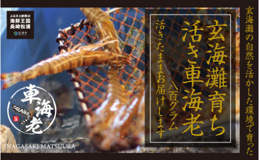 新松浦漁協　活きくるまえび800g【C7-012】 活き くるまえび お正月 おせち 新鮮 丁寧
