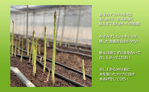 ★2026年春3月お届け★星鹿町産スナップエンドウとアスパラガス詰め合わせ1kg( スナップエンドウ スナップえんどう アスパラガス 新鮮 松浦市 )【A9-041】