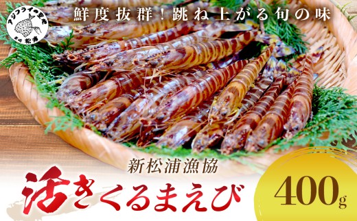 【宅配BOX不可】新松浦漁協　活きくるまえび400g( ふるさと納税 車海老 クルマエビ 車エビ 車えび くるまえび 海老 エビ えび 海鮮 送料無料 活き車えび )【B6-030】