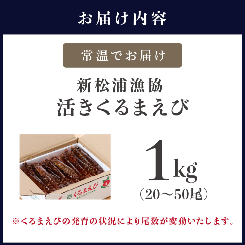 【宅配BOX不可】新松浦漁協　活きくるまえび1kg( ふるさと納税 車海老 クルマエビ 車エビ 車えび くるまえび 海老 エビ えび 海鮮 送料無料 活き車えび )【D4-004】