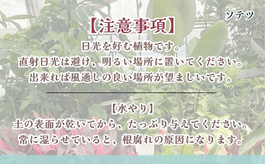 緑の匠が選んだ観葉植物 素敵な空間づくりに ソテツ( ソテツ 観葉植物 インテリア 植物 新築祝い 贈り物 開店祝い 引っ越し祝い 送料無料 )【C4-024】
