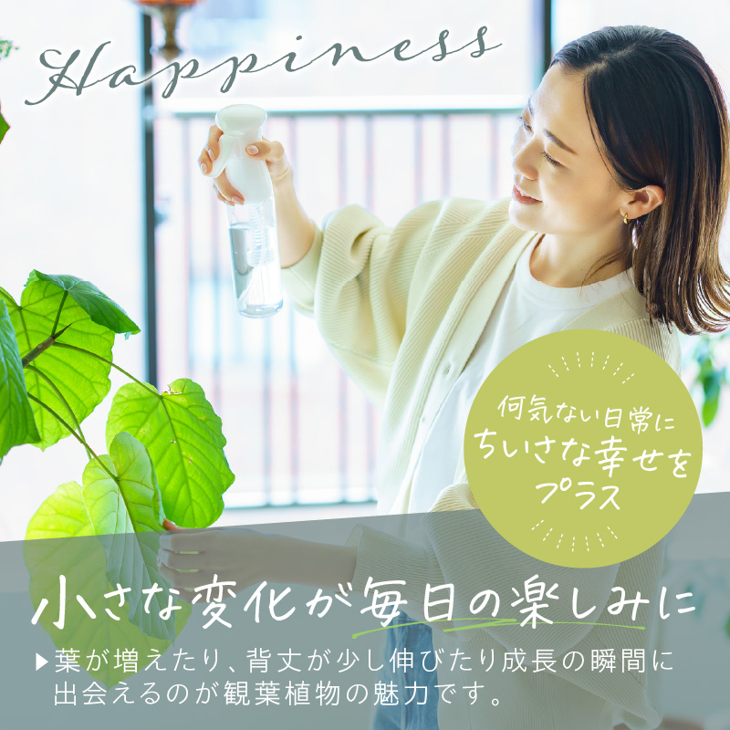 緑の匠が選んだ観葉植物 素敵な空間づくりに オーガスタ( オーガスタ 観葉植物 インテリア 植物 新築祝い 贈り物 開店祝い 引っ越し祝い 送料無料 )【C2-044】