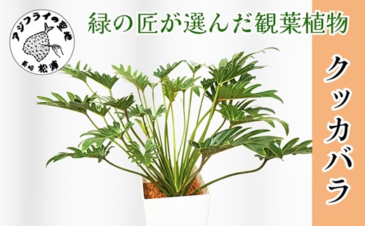 緑の匠がえらんだ観葉植物 素敵な空間づくりに クッカバラ( クッカバラ 観葉植物 インテリア 植物 新築祝い 贈り物 開店祝い 引っ越し祝い 送料無料 )【B8-034】