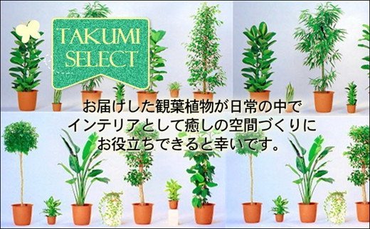 緑の匠がえらんだ観葉植物 素敵な空間づくりに クッカバラ 7号( クッカバラ 観葉植物 インテリア 植物 新築祝い 贈り物 開店祝い 引っ越し祝い 送料無料 )【B8-022】