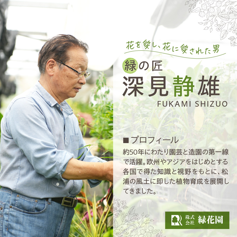 緑の匠が選んだ観葉植物 素敵な空間づくりに ノリナポニーテール( 観葉植物 ノリナポニーテール インテリア 植物 贈り物 送料無料 )【B3-069】