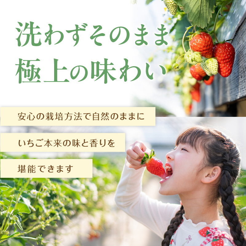 こだわり苺 品種お任せ小箱8粒～10粒×2パック(2月発送)( いちご 苺 イチゴ 紅ほっぺ かおり野 さがほのか 恋みのり 果物 フルーツ )【B0-236-02M】