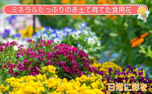 食べられる綺麗なお花　エディブルフラワー【B1-129】 花 お花 フラワー エディブルフラワー 食用花 食用