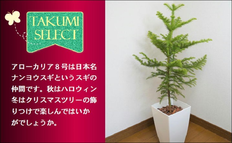 緑の匠が選んだ観葉植物 素敵な空間づくりに アローカリア 8号( アローカリア 観葉植物 インテリア 植物 新築祝い 贈り物 開店祝い 引っ越し祝い 送料無料 )【D2-008】