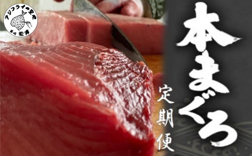 鷹島産本まぐろ定期便（1本分）( 本マグロ 大トロ 中トロ 赤身 柵 定期便 海鮮 本マグロ )【T00-001】
