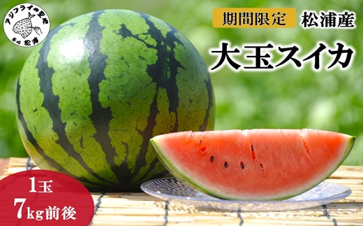 松浦産大玉スイカ( すいか 西瓜 野菜 夏野菜 産地直送 期間限定 数量限定 ミネラル 新鮮 甘い あまい 大玉 ギフト プレゼント 贈り物 予約 )【B1-116】