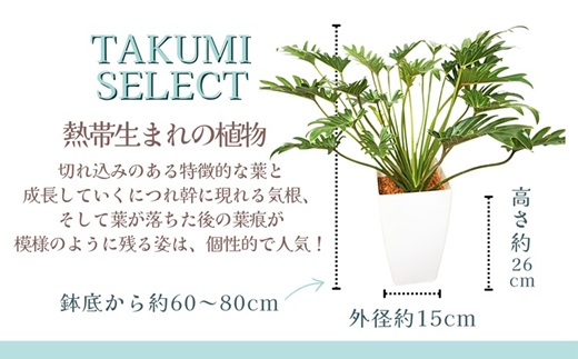 緑の匠がえらんだ観葉植物 素敵な空間づくりに クッカバラ( クッカバラ 観葉植物 インテリア 植物 新築祝い 贈り物 開店祝い 引っ越し祝い 送料無料 )【B8-034】