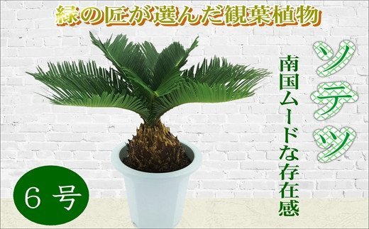 緑の匠が選んだ観葉植物 素敵な空間づくりに ソテツ 6号【C4-018】 ソテツ 観葉植物 インテリア 植物 新築祝い 贈り物 開店祝い 引っ越し祝い 送料無料