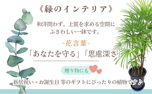 緑の匠が選んだ観葉植物 素敵な空間づくりに シュロチク( シュロチク 観葉植物 インテリア 植物 新築祝い 贈り物 開店祝い 引っ越し祝い 送料無料 )【E7-004】