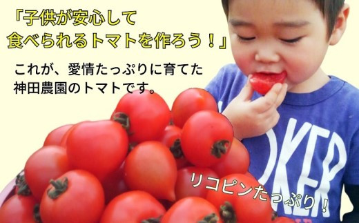 【A9-015】期間限定　真っ赤なトマト3kg〜3.5kg トマト とまと ジューシー リコピン 期間限定 松浦市 松浦産