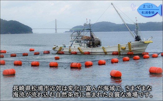 ぶりアラ炊きにぴったり カット済みぶりの旨いところ 10kg ( ぶり 鰤 松浦産 アラ アラ炊き 煮つけ )【C1-047】