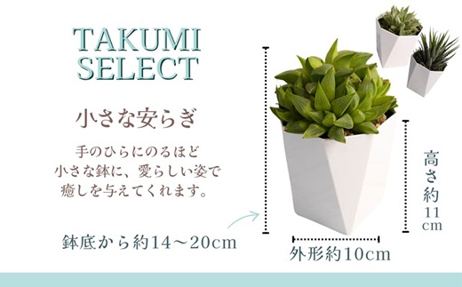 緑の匠が選んだ観葉植物 素敵な空間づくりに 多肉植物3種( 観葉植物 多肉植物 インテリア 植物 贈り物 送料無料 )【B6-038】