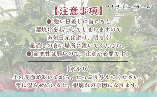 緑の匠が選んだ観葉植物 素敵な空間づくりに ノリナポニーテール( 観葉植物 ノリナポニーテール インテリア 植物 贈り物 送料無料 )【B3-069】