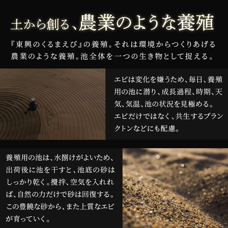 【先行予約】【宅配BOX不可】東興のくるまえび1kg入【D5-004】車海老 くるまえび 車えび 活きくるまえび 活き車えび えび エビ 養殖 刺身 塩焼き 天ぷら 常温 贈答用 松浦市 送料無料