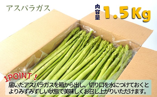 僕とじいちゃんのアスパラガス1.5kg【B1-127】 アスパラガス 朝採れ新鮮 新鮮 野菜 期間限定
