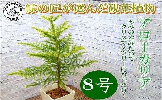 緑の匠が選んだ観葉植物 素敵な空間づくりに アローカリア 8号( アローカリア 観葉植物 インテリア 植物 新築祝い 贈り物 開店祝い 引っ越し祝い 送料無料 )【D2-008】