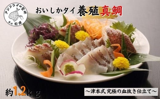 〜津本式・究極の血抜き仕立て〜おいしかタイ1.2kg( 松浦 養殖 真鯛 長期熟成 津本式 究極の血抜き 保栄水産 )【B6-020】