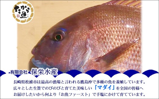 鷹島のおいしかタイ1.2kg( 鯛 お刺身 煮つけ 塩焼き 様々な料理 アラ付き )【B5-098】