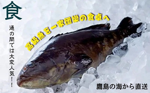 【C9-001】鷹島のうまかクエ鍋用(2～3人前) 鷹島産 クエ 絶品 鱗処理済み クエ鍋 高級魚