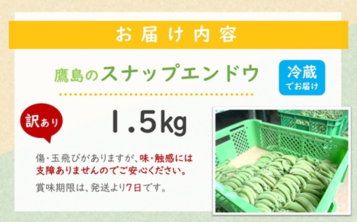 訳あり大容量！みずみずしさ弾ける!鷹島のスナップエンドウ 1.5kg ( 訳アリ えんどう エンドウ 豆 旬の野菜 野菜 新鮮 朝摘み )【B0-194】